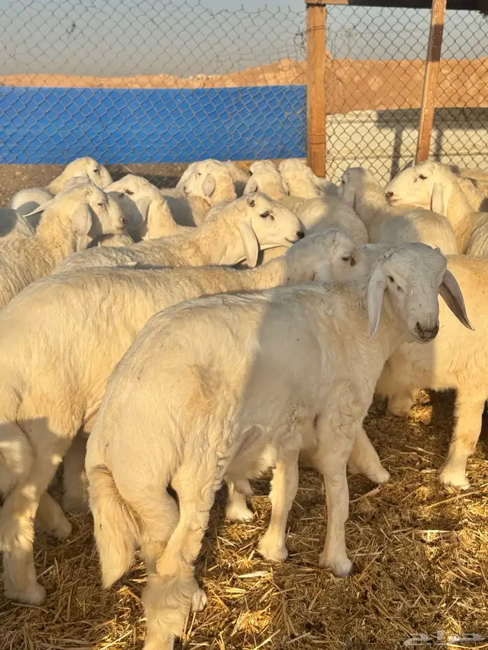 حريات البيع تفريد 4