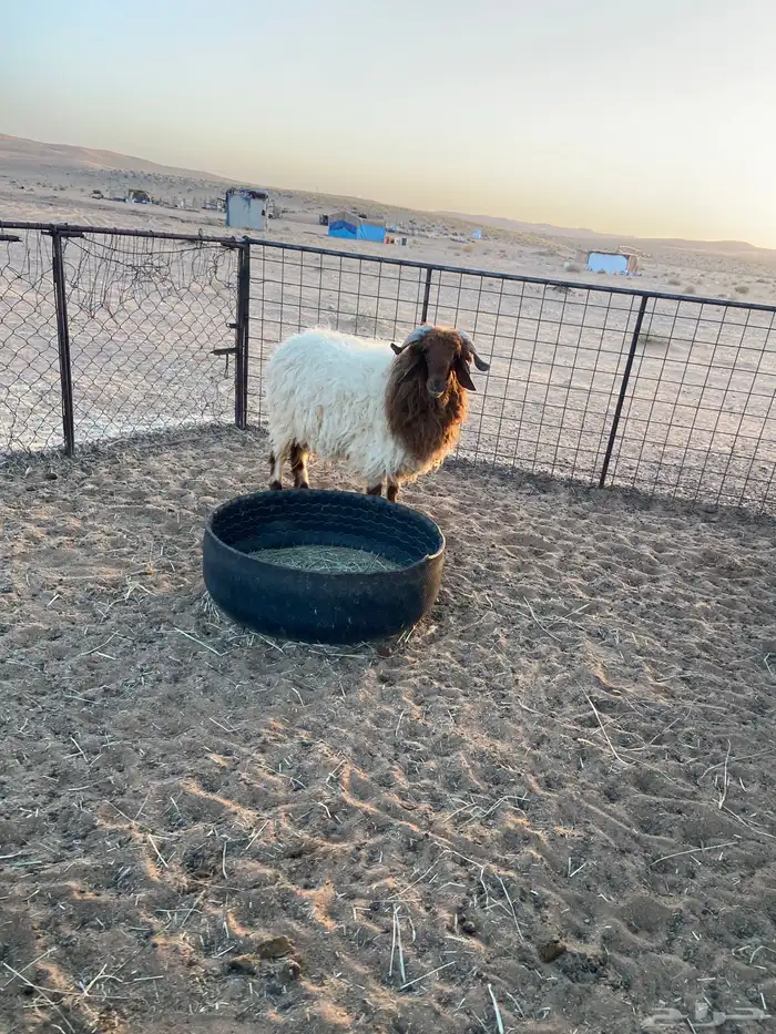 ذبائح للبيع 4