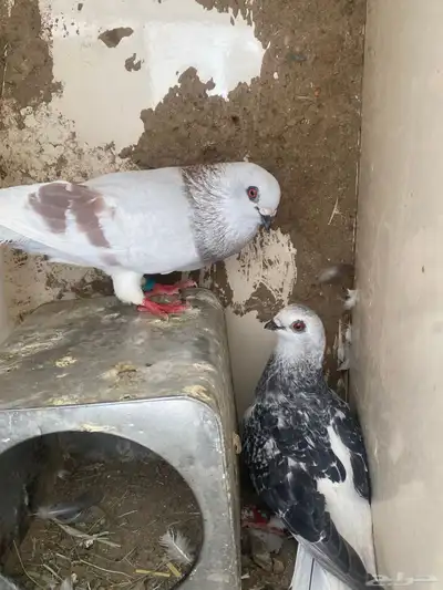 حمام كفوا index