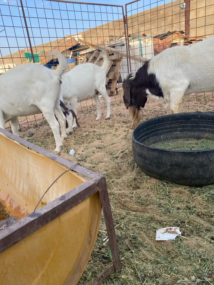 ماعز بورقيت 3