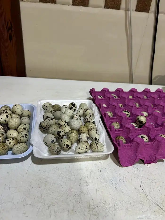 بيض سمان الموقع القصيم الخبراء 0