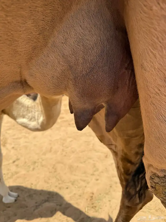 بكر حمرا تحتها بكره 6