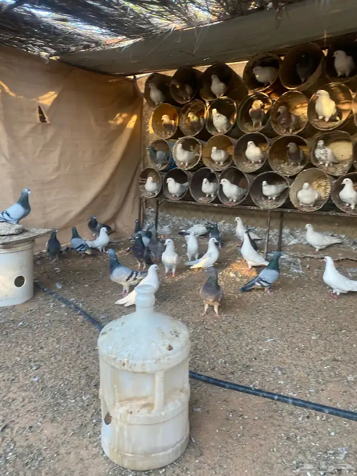 مشروع دواجن 16