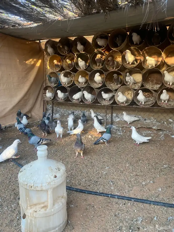 مشروع دواجن 17