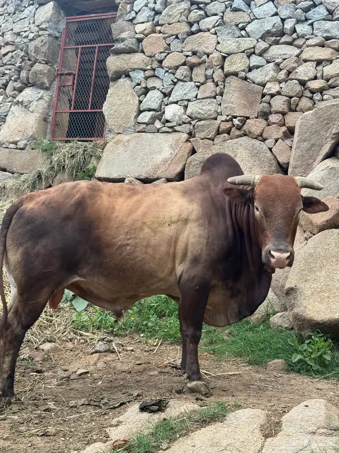 ثور فحل للبيع بلدي السنه رباع 1