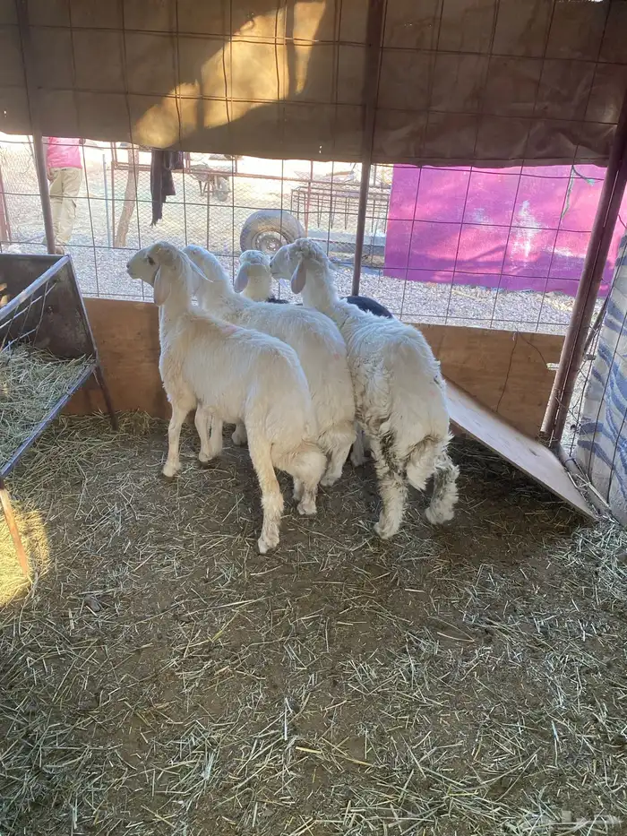 طليان فاخره وجبره ونضيفه شرط 2