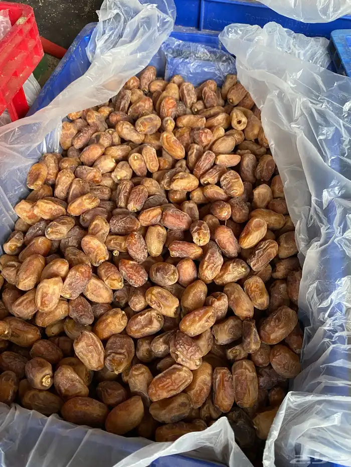 تمر خلاص نظيف 6