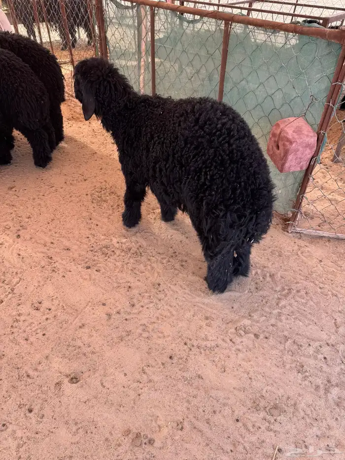ذبايح بريه مع الذبح والتوصيل 2