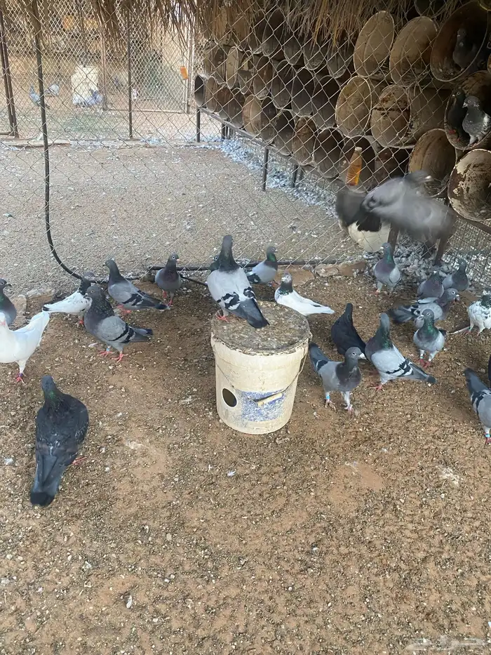 مشروع دواجن 5