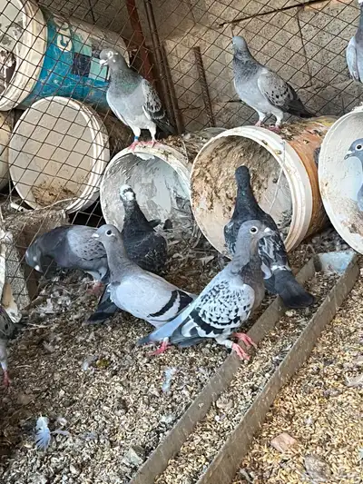 للبيع حمام زاجل الاصيل السعودية index