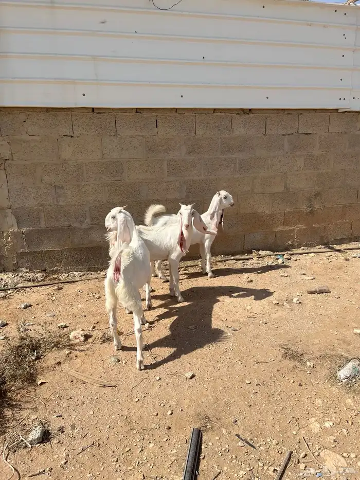 جفرات برص مطورات خصم جفره مطوره حجازي هولندي 4