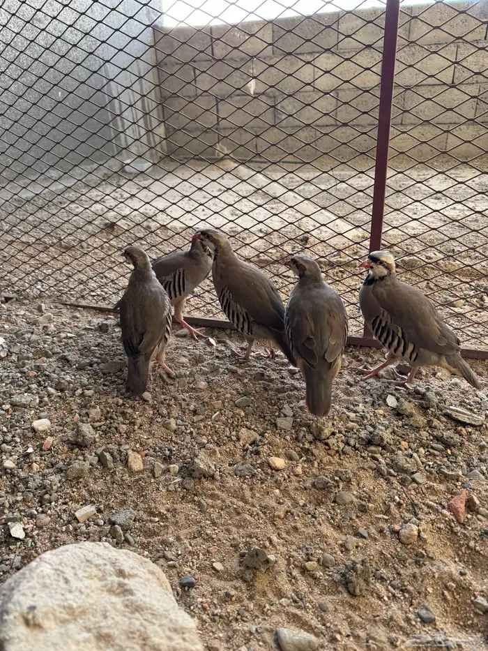 حجل شنير 3