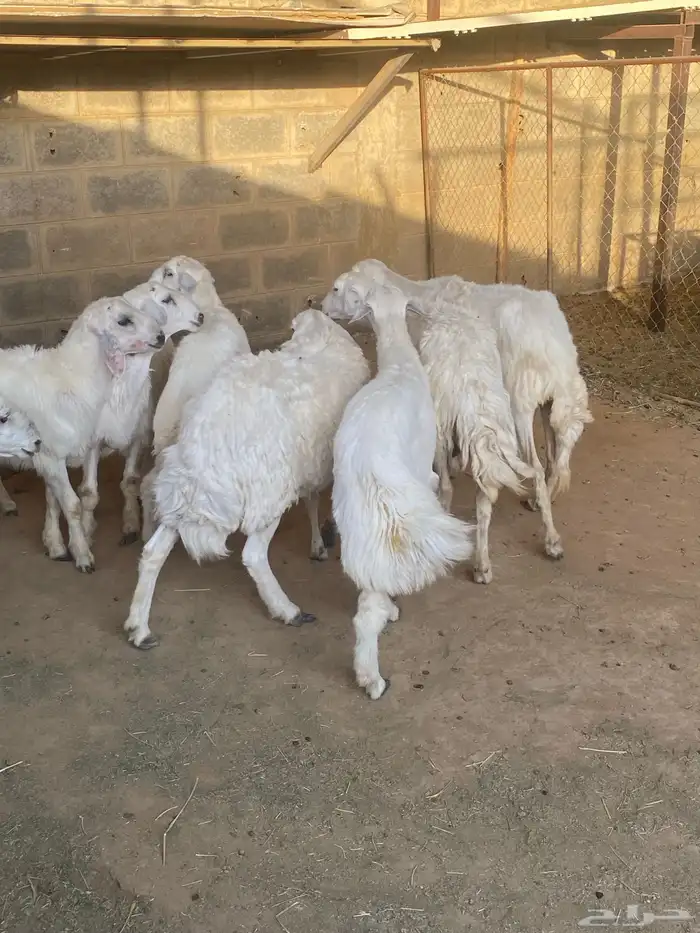 تم البيع عسالله يرزق رعيها عدد شعرها 3