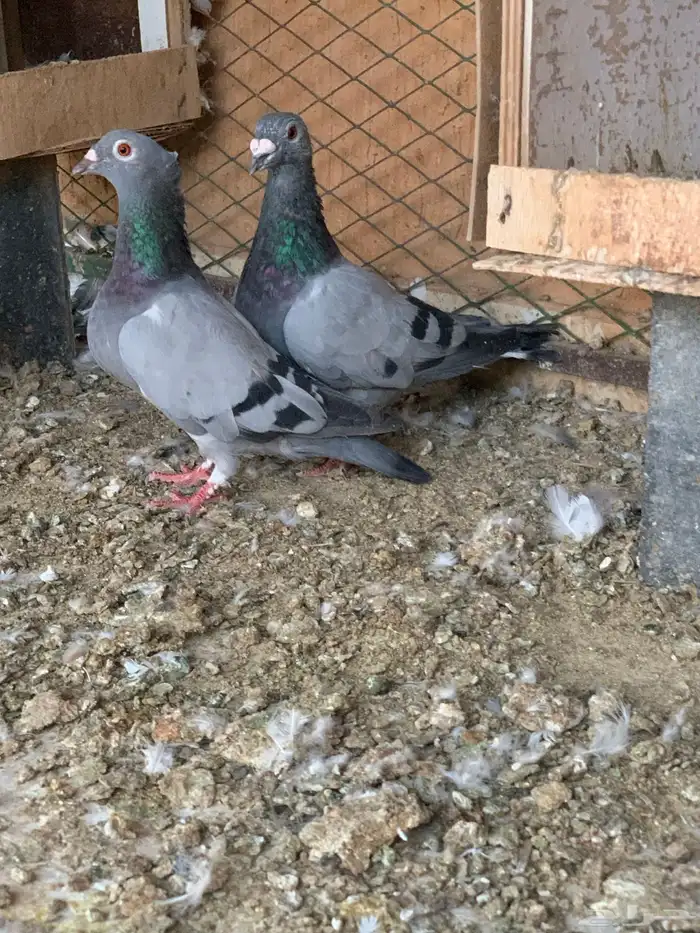جوز زاجل سباق مقنبر منتج شرط 4