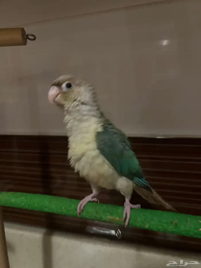 فرخ كنيور تركواز 1