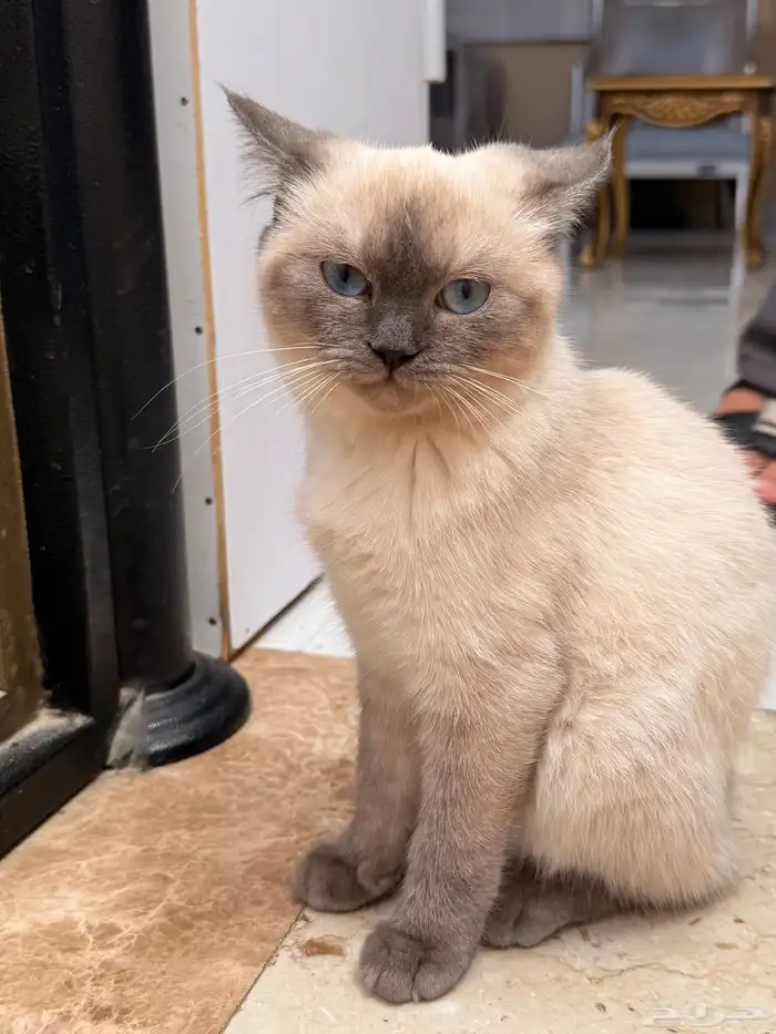 قطط راغدول للتبني 0