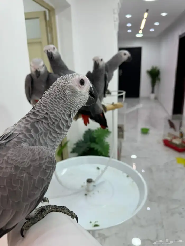 افروخ كاسكو 2