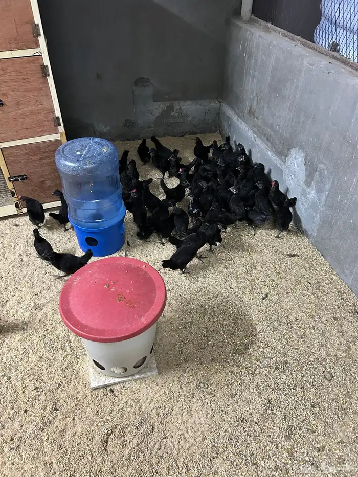 دجاج حباب اسود 0