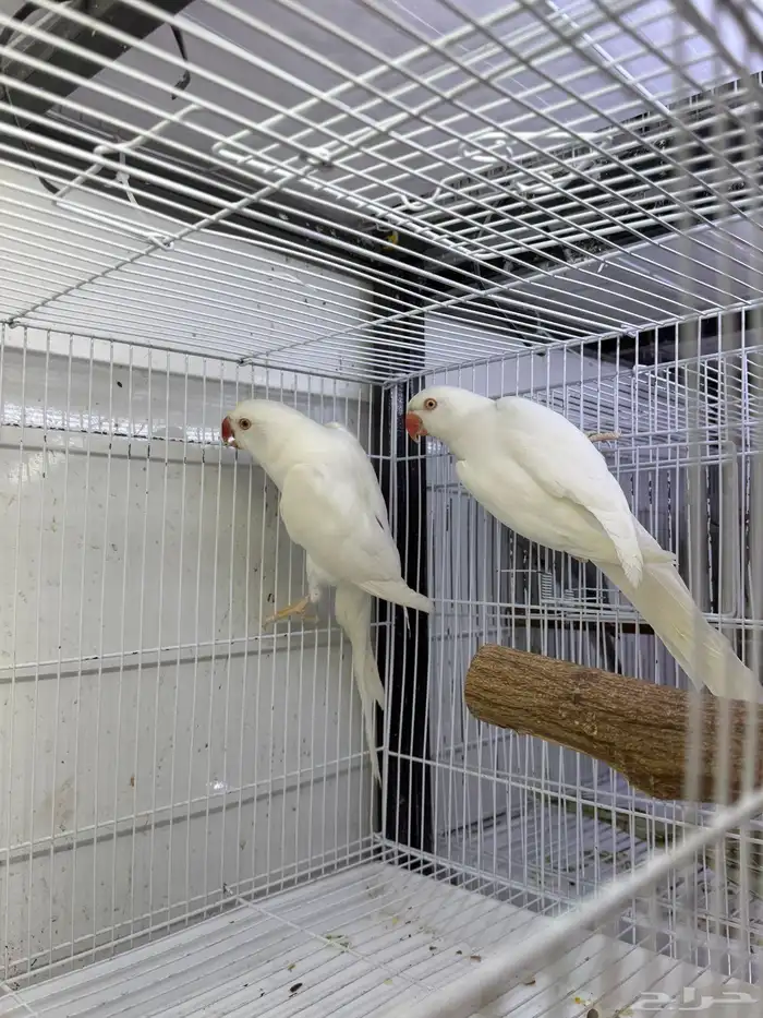 جوز دره لاتينو متاح جوز دره 2