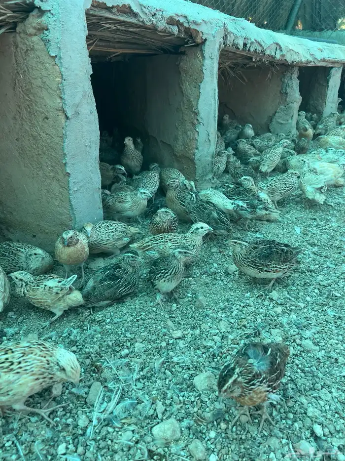 للبيع سمان فري منتج وعمر شهر وعمر اسبوع 5
