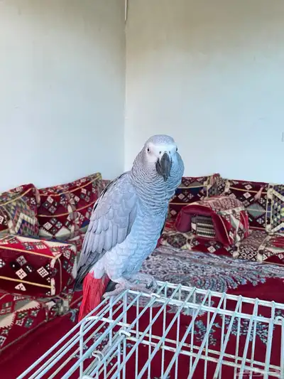كاسكو متكلم لون ثلجي index