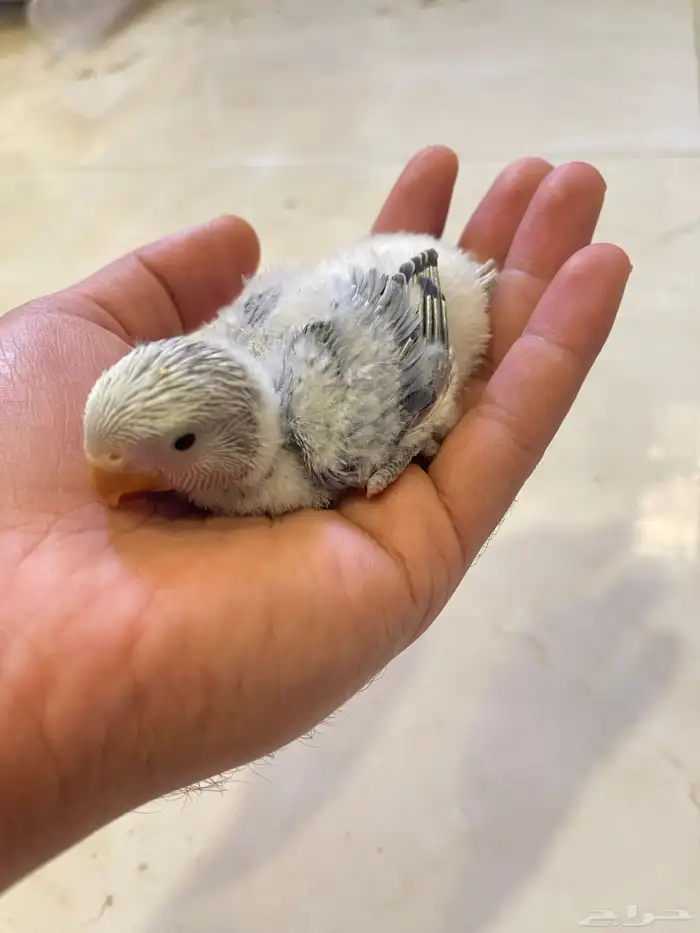 فروخ روز الوان حلوه 0