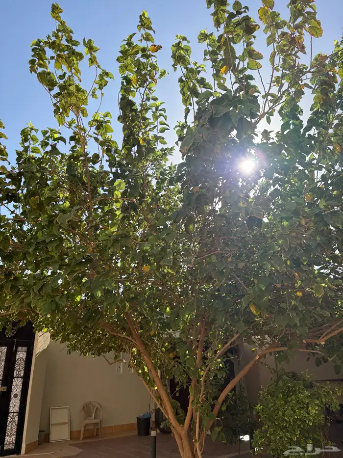 شجرة توت مثمرة 0