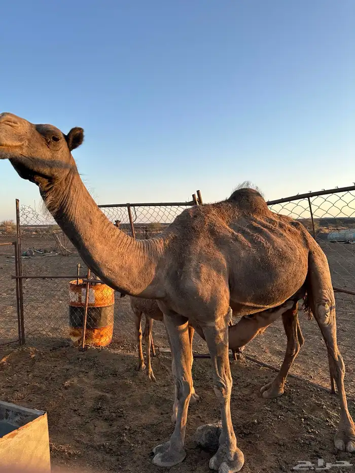 ناقتين فطر بعيالها 0