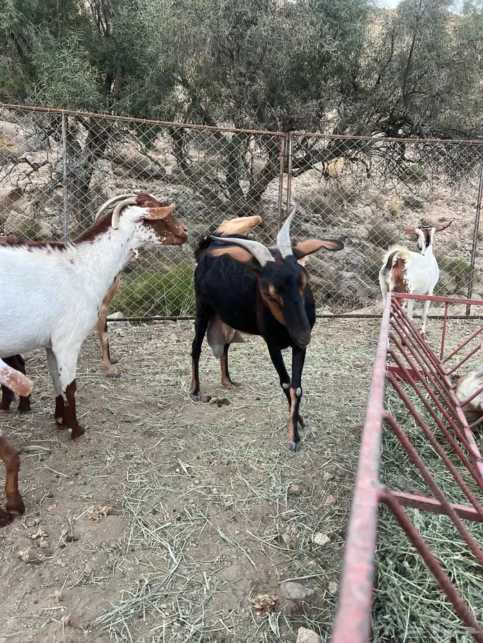 20 عنز للبيع الموقع سبت العلايه 0