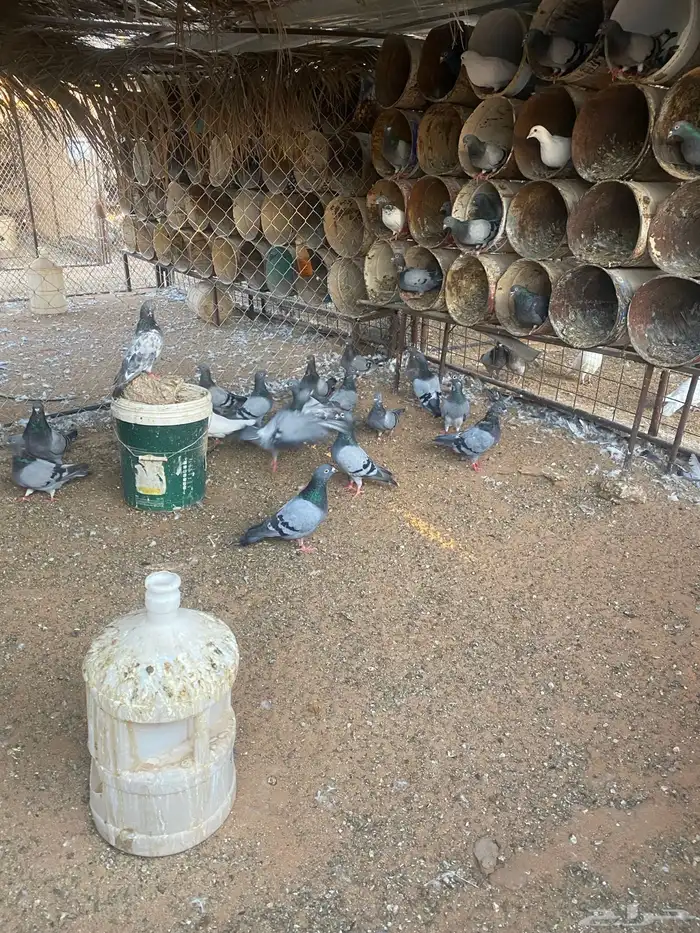 مشروع دواجن 9