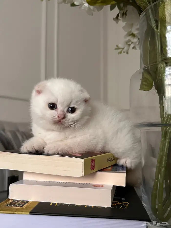 سكوتش فولد ذكر للبيع 3