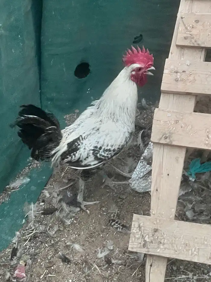 دجاجتين وديكين للبيع 1