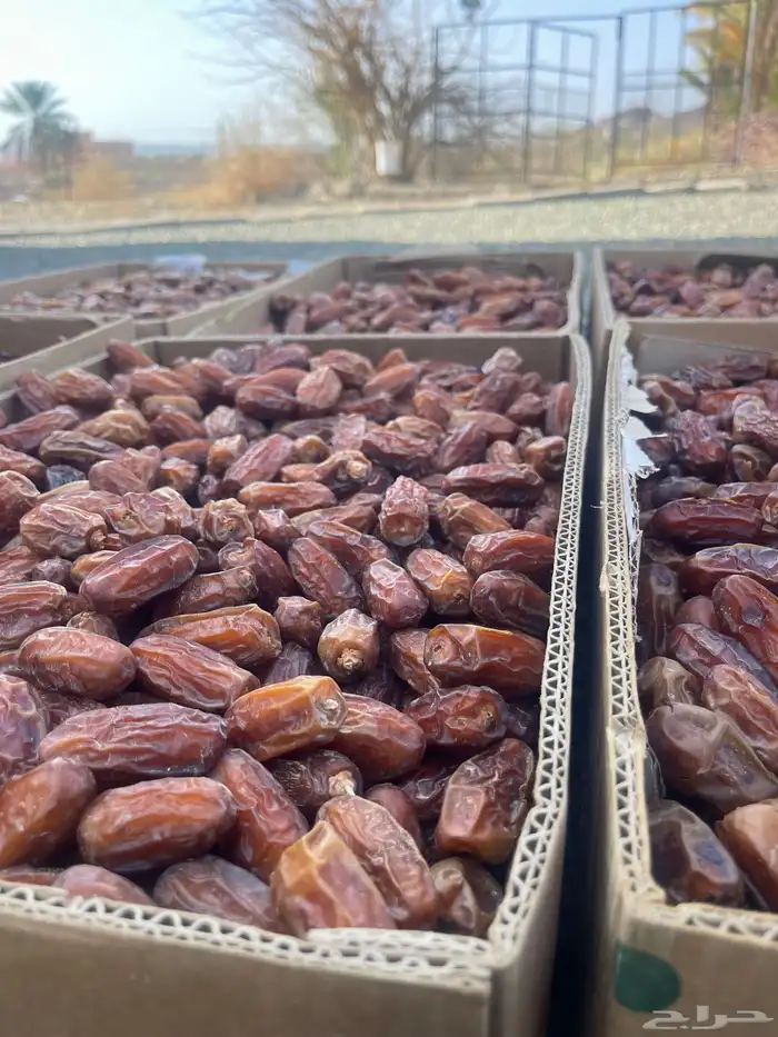 تمر صفري نقاوه صافي 2