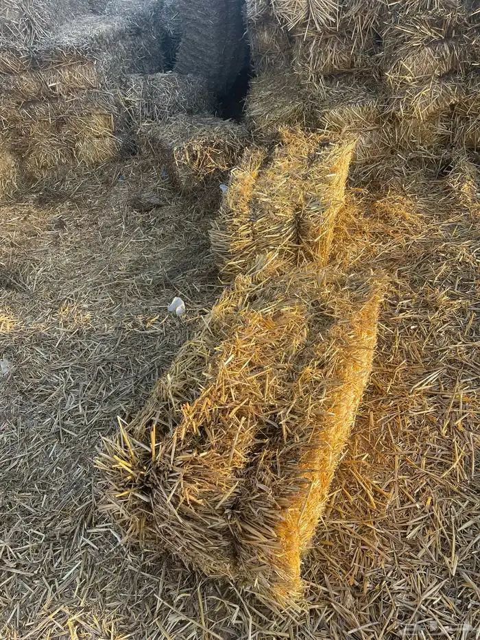 تبن شعير 0