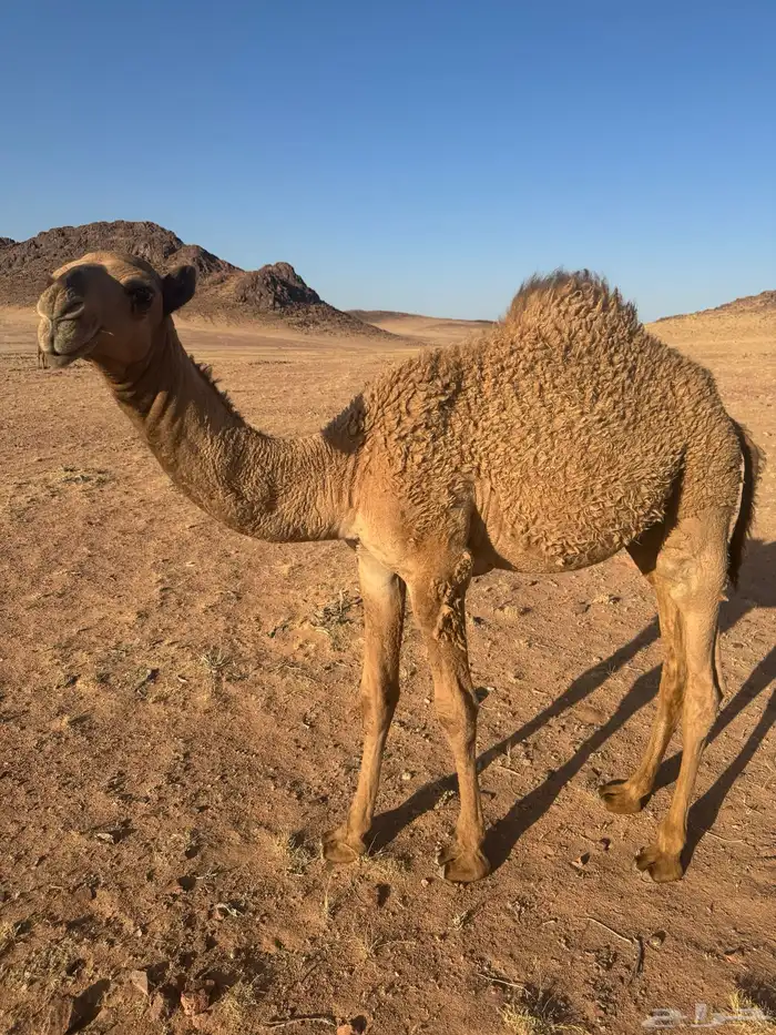 قعود أشعل 7