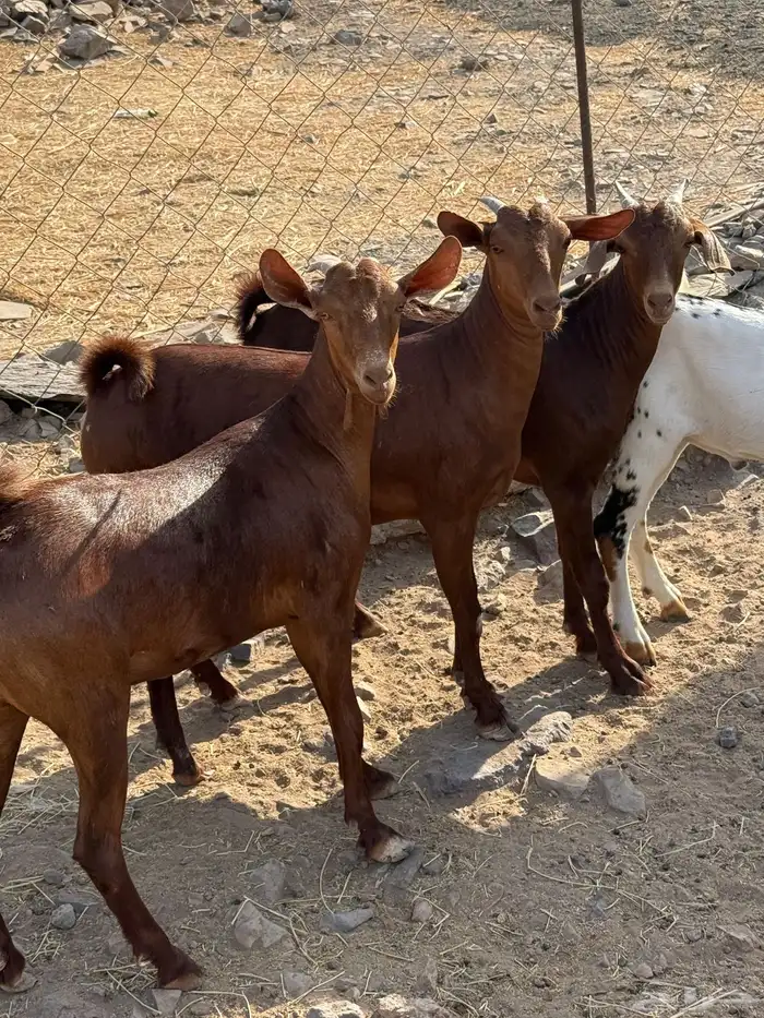 جفار محايليه صنف الصنف 24