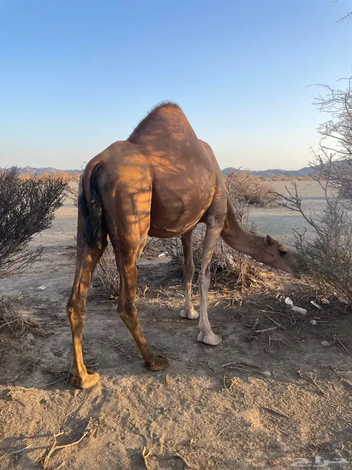 ناقه حمراء القحه 0