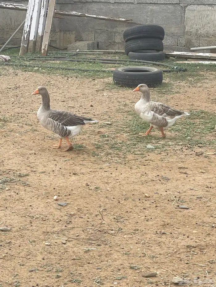 وز بلدي 1