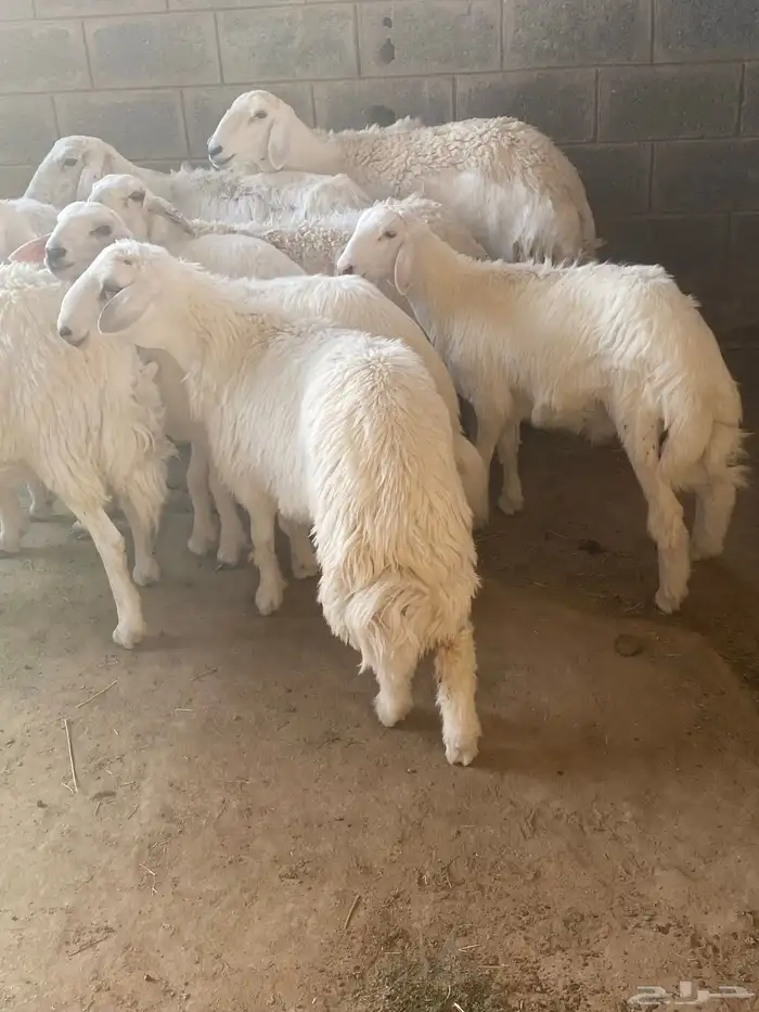 تم البيع عسالله يرزق رعيها عدد شعرها 5