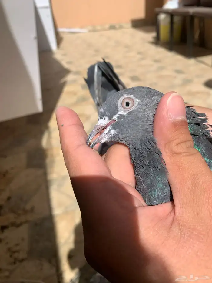 حمام باكستاني توب 2