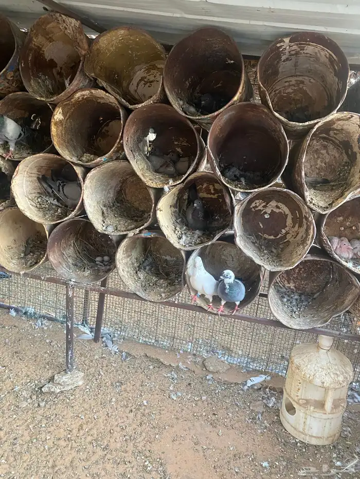 مشروع دواجن 2