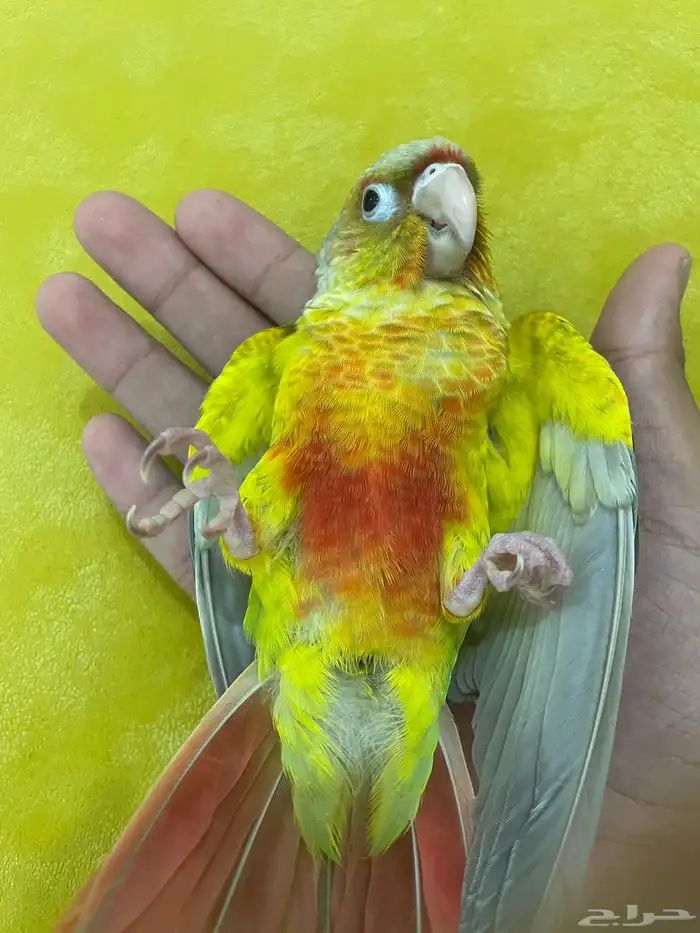 فرخ كنيور أليف و هدد ( تم البيع ) 0