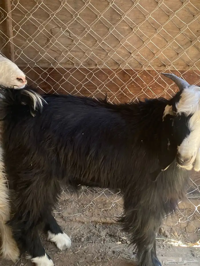 تيس عارضي للبيع مقفل شحم ولحم عمر 7 شهور او 8 اشهر 4