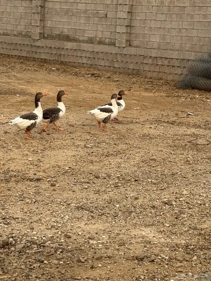 وز للبيع الموقع العيدابي 1