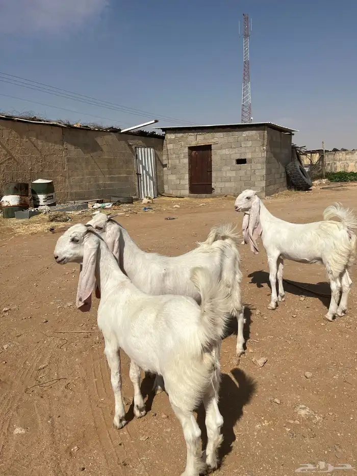 جفرات برص مطورات خصم جفره مطوره حجازي هولندي 2