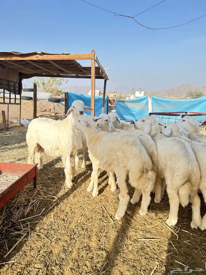 ذبايح حريه طليان و رخال 3