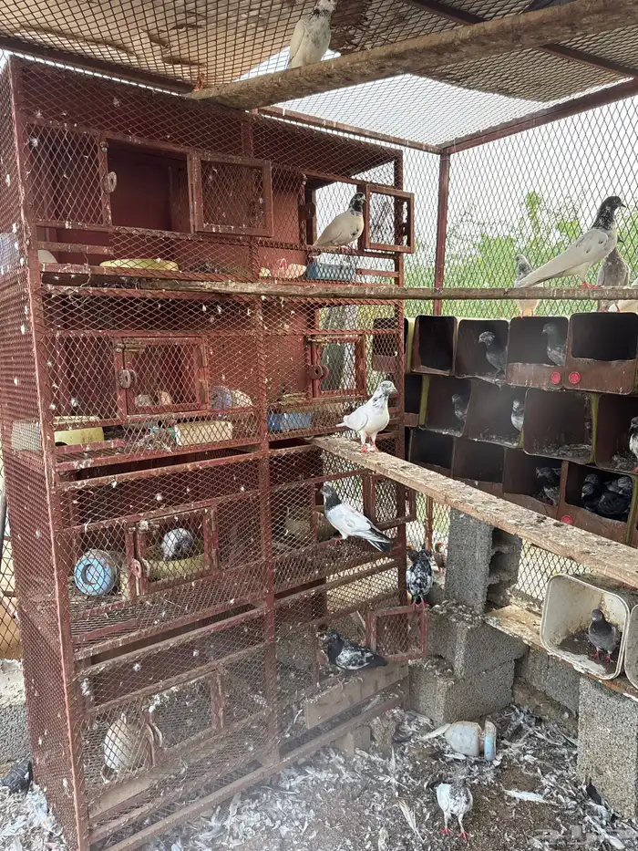 مجموع حمام باكستاني شرط 18