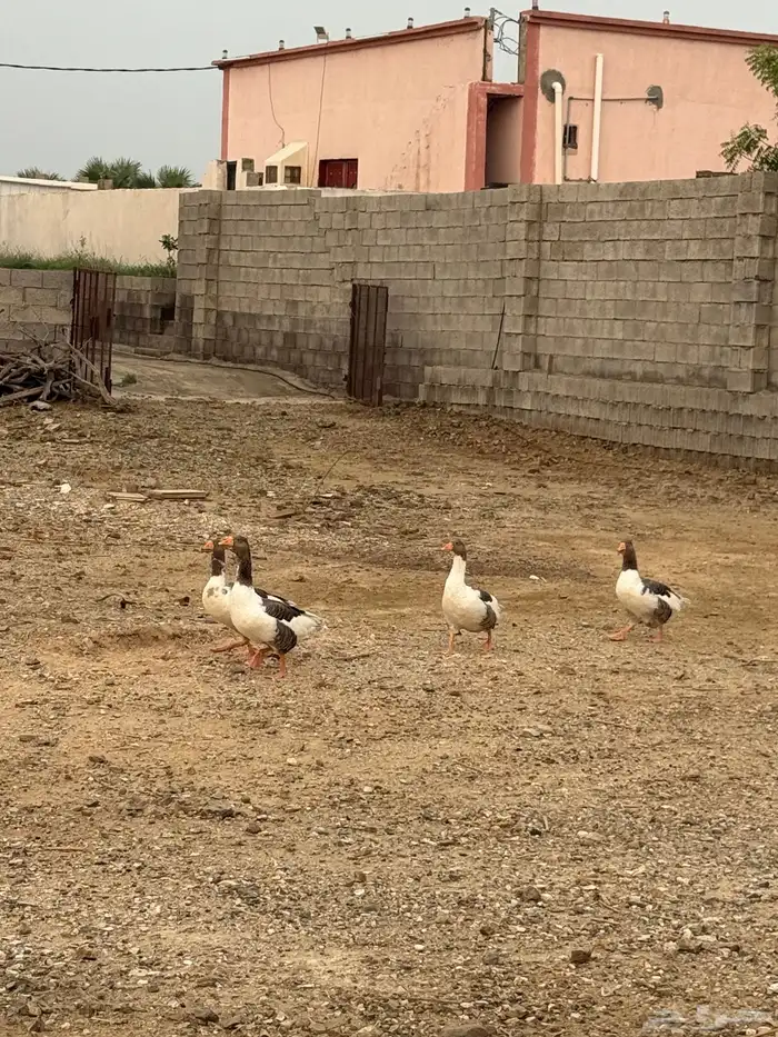 وز للبيع الموقع العيدابي 0