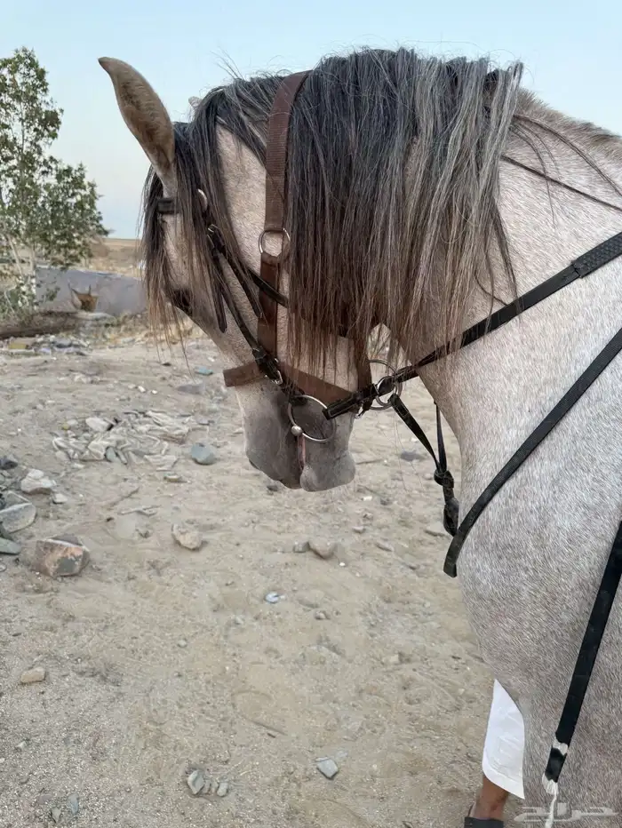 خيل للبيع مستعجل 1