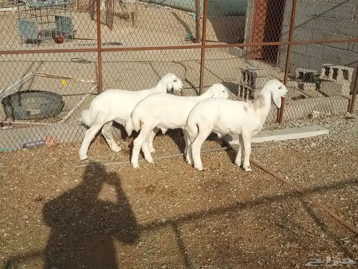 طليان تربيه طيبه 0